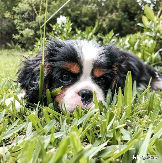 不喂狗会复位吗,不喂狗的下场