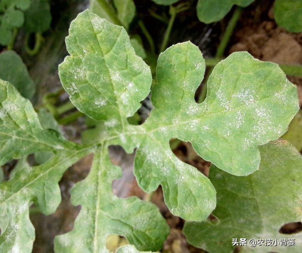 症状相似的*粉白**病和霜霉病常发生、易混淆,如何辨别?如何防治?