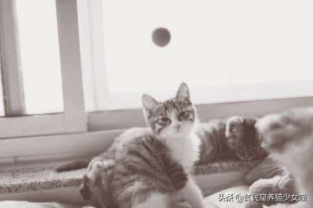 家中的猫咪很酷不理人，只要用对了方法，猫咪一叫就来
