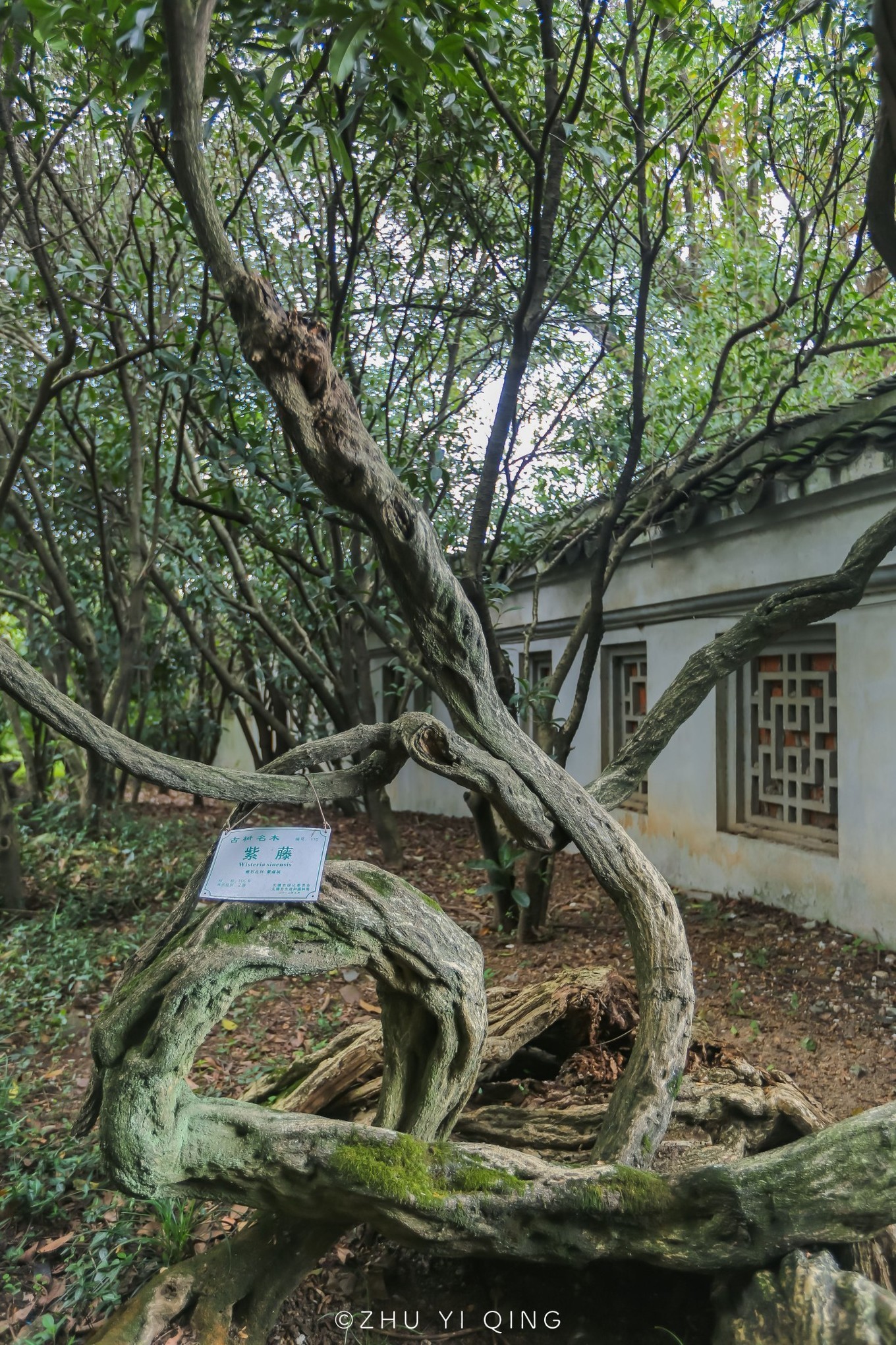 无锡梅园不只能赏梅,初秋近万亩百合花海盛放,小姐姐直呼太美了