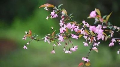 苏轼词集有什么,集句词苏轼