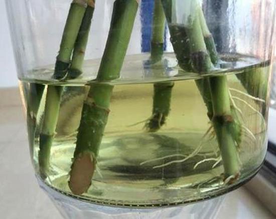 水培富贵竹子烂根,水培富贵竹不黄叶不烂根的秘诀