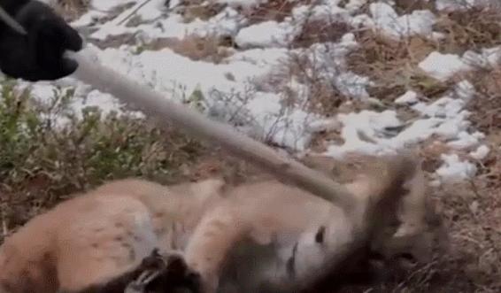 救援被捕兽夹夹住的男子,野生猞猁被人类救助