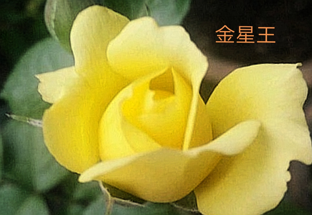 阳台系列月季品种大全,微型月季藤本月季