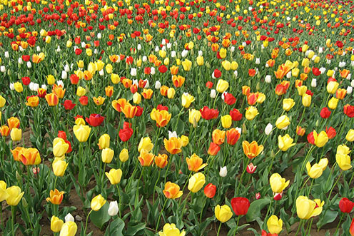 观赏郁金香花感悟,郁金香的残花之美