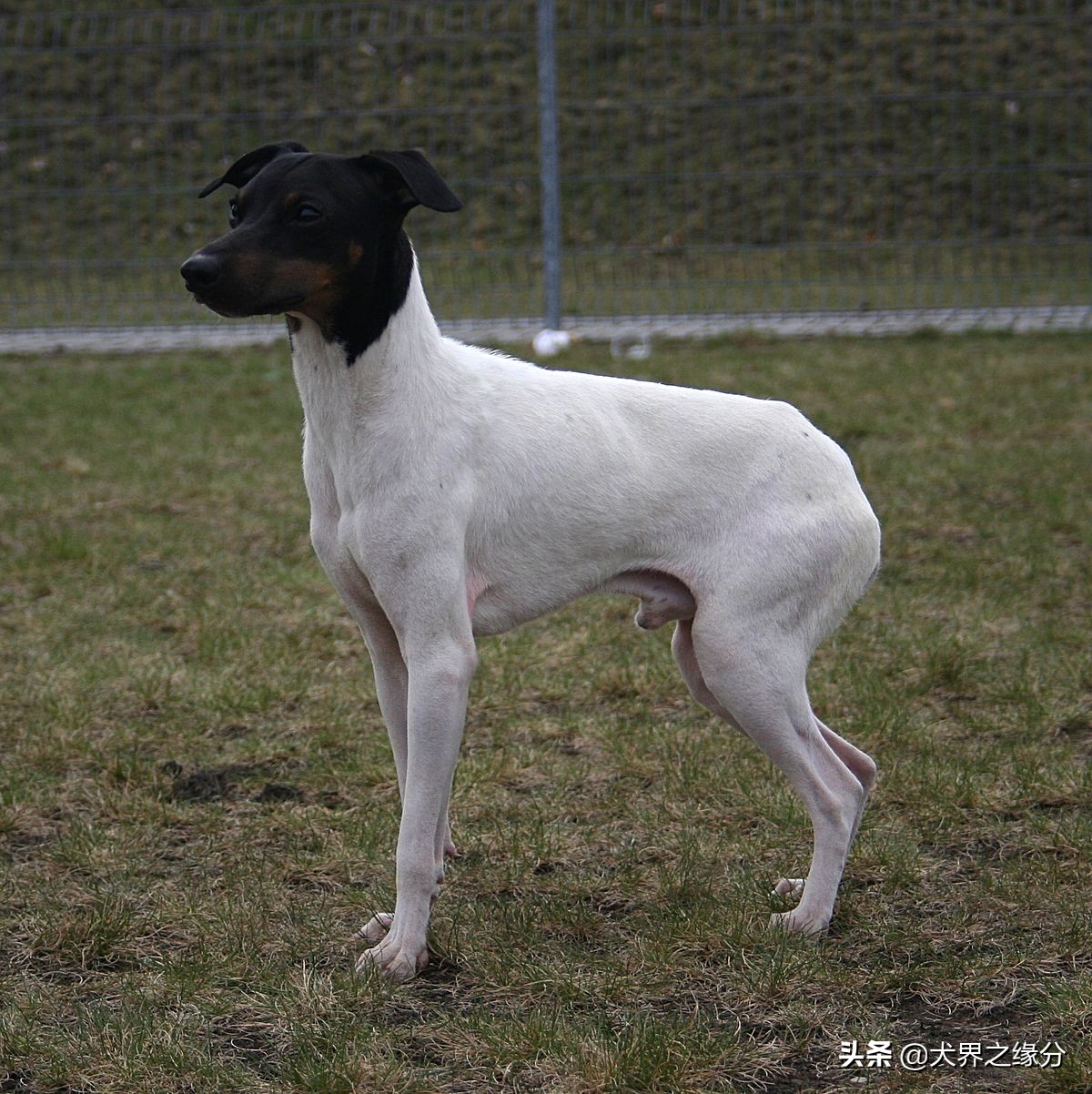 中国四大猎犬排名,最出色的几种猎犬