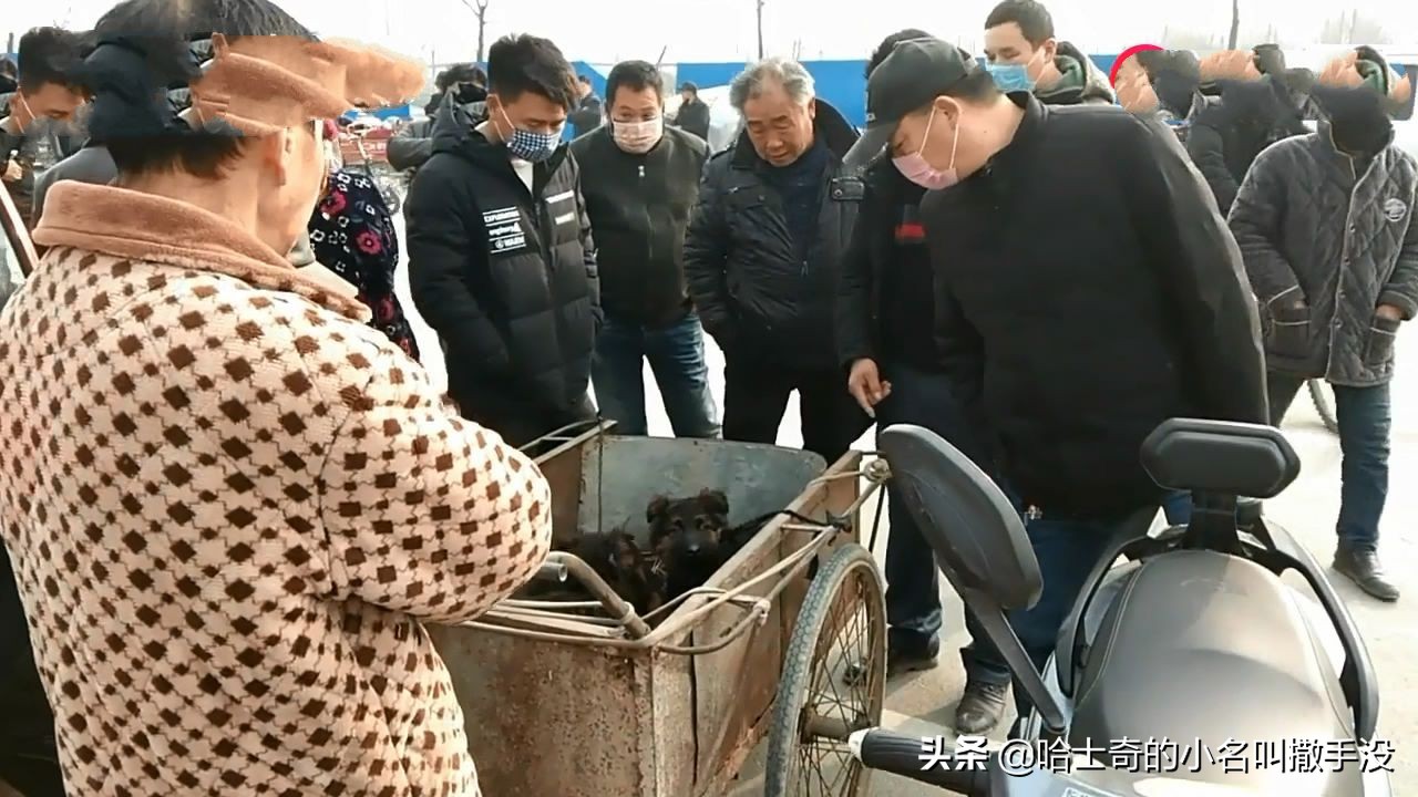 200元在狗市挑一只德牧,狗市捡漏一只德牧