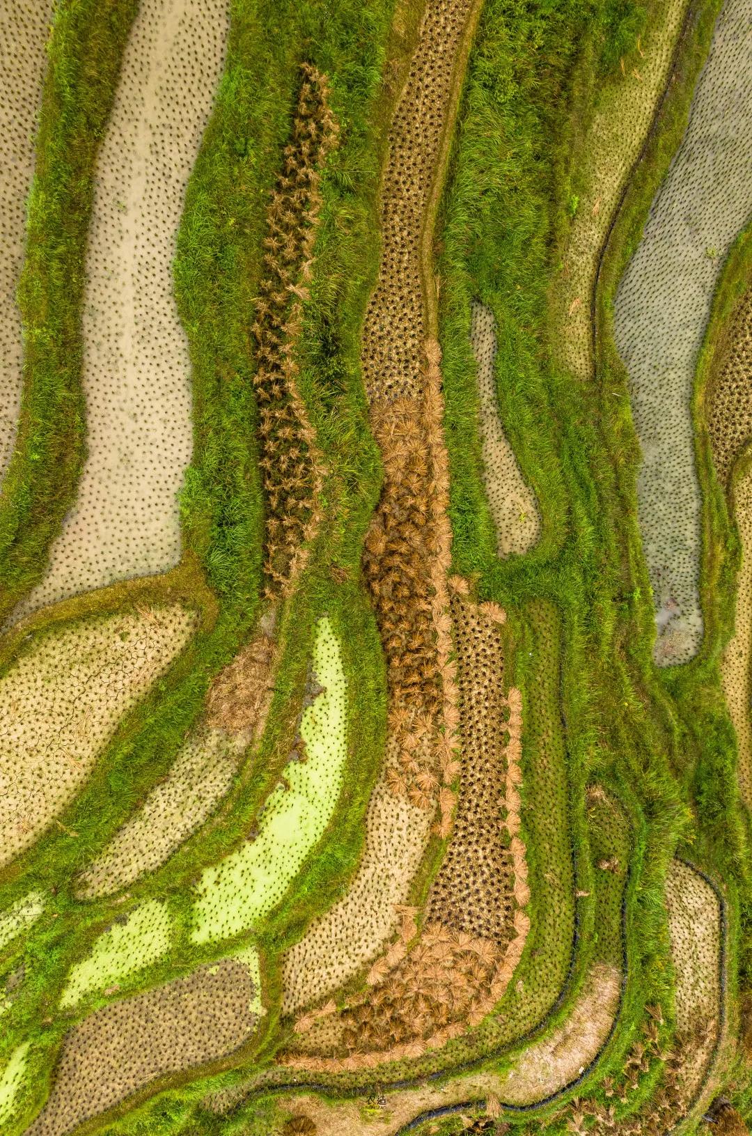 农造田野丨总有一根神经通往乡野|月亮山百里梯田