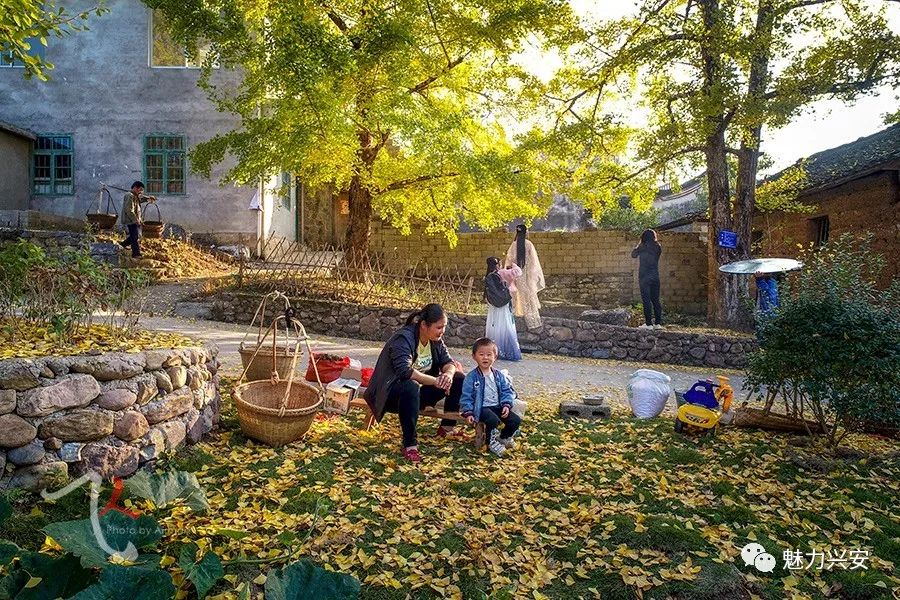 桂林兴安漠川银杏最佳观赏时间,桂林兴安漠川银杏网红打卡地