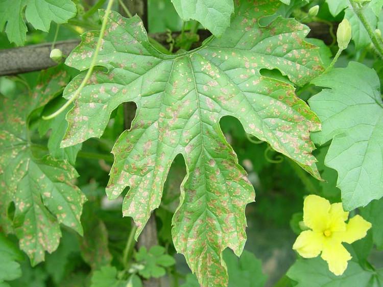 苦瓜细菌性角斑病,苦瓜细菌性角斑病的特效药