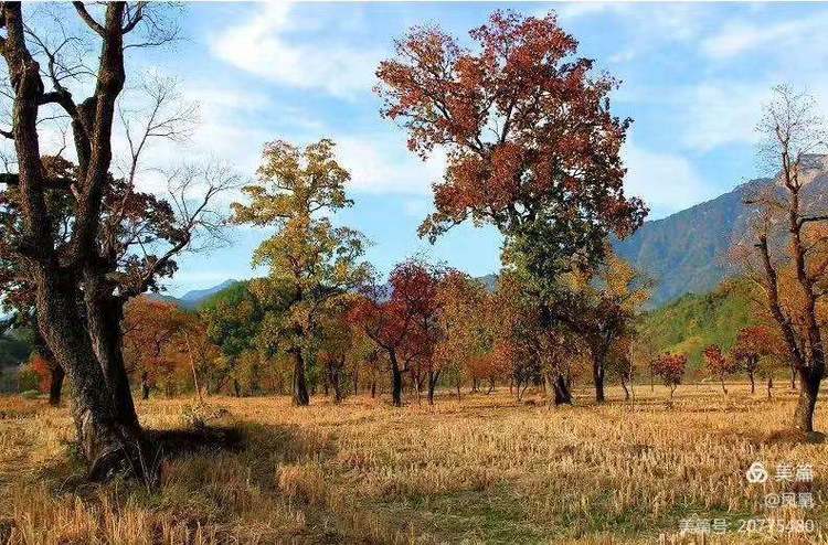 金秋拾贝——战友作品作者：瞿梅初、马庆武、张永学、王健等战友