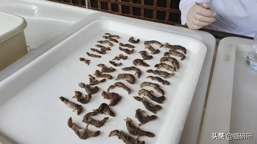 流浪猫的孩子野性也大吗,流浪猫的灵性有多可怕