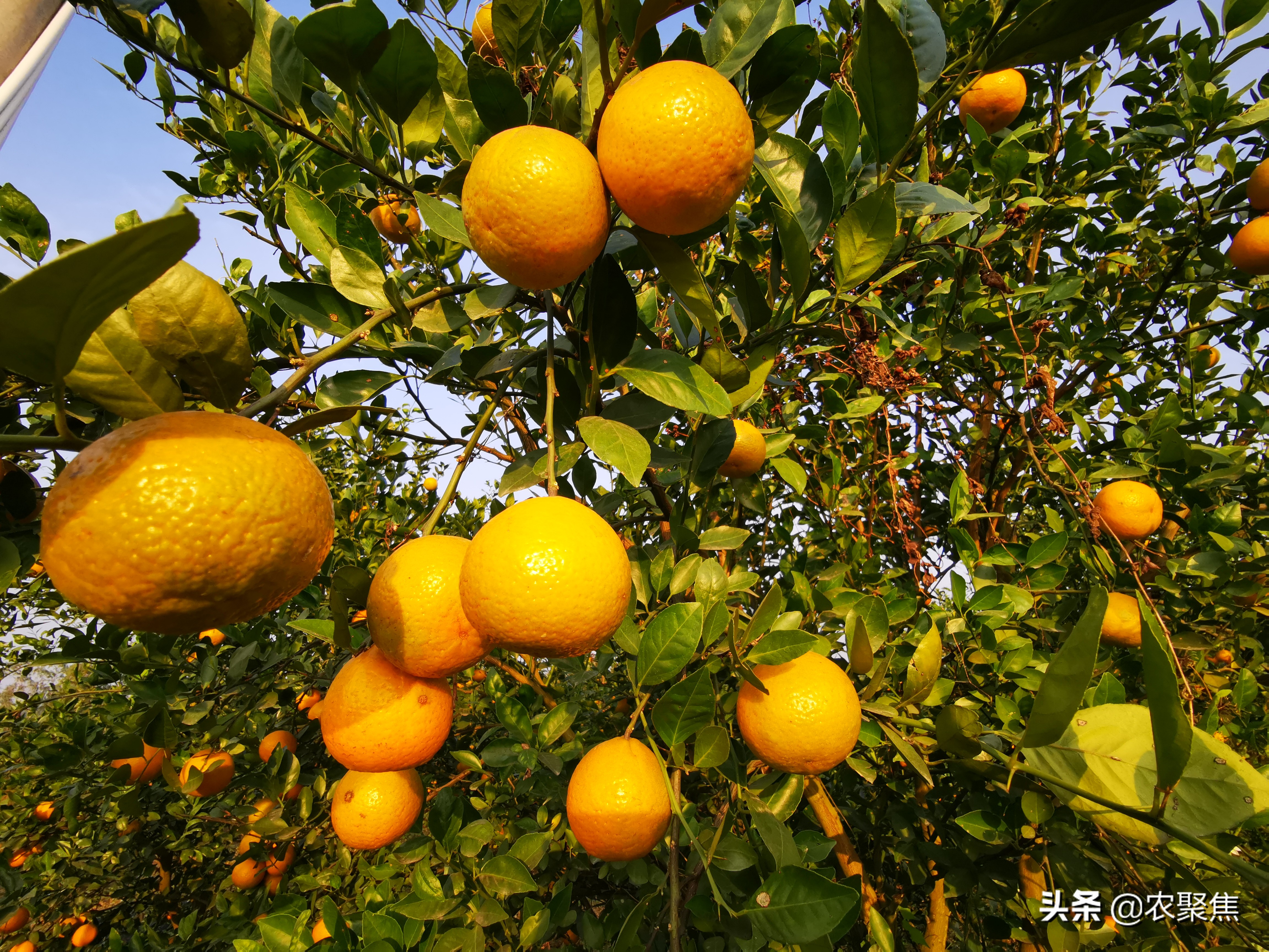 拉多美腐植酸钾肥,拉多美高塔腐植酸价格