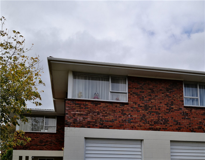 新西兰宅居第五天