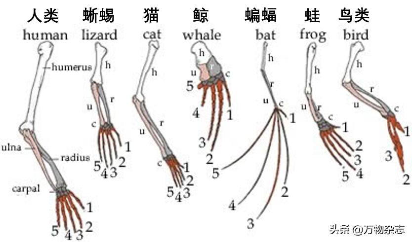 热牛奶冷了会起皮,热牛奶放多久会变质