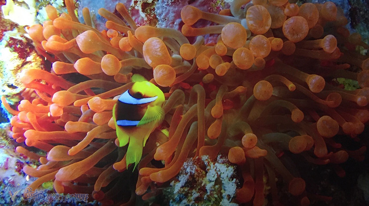 越南自驾游一日游视频,越南一日游芒街和谅山