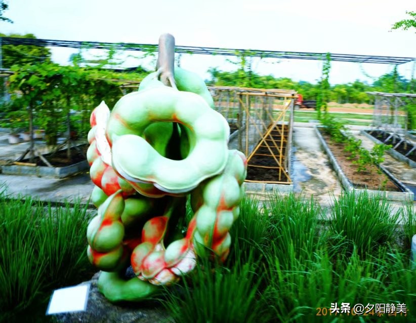 泰国芭提雅东芭乐园视频,芭提雅东芭乐园游玩攻略