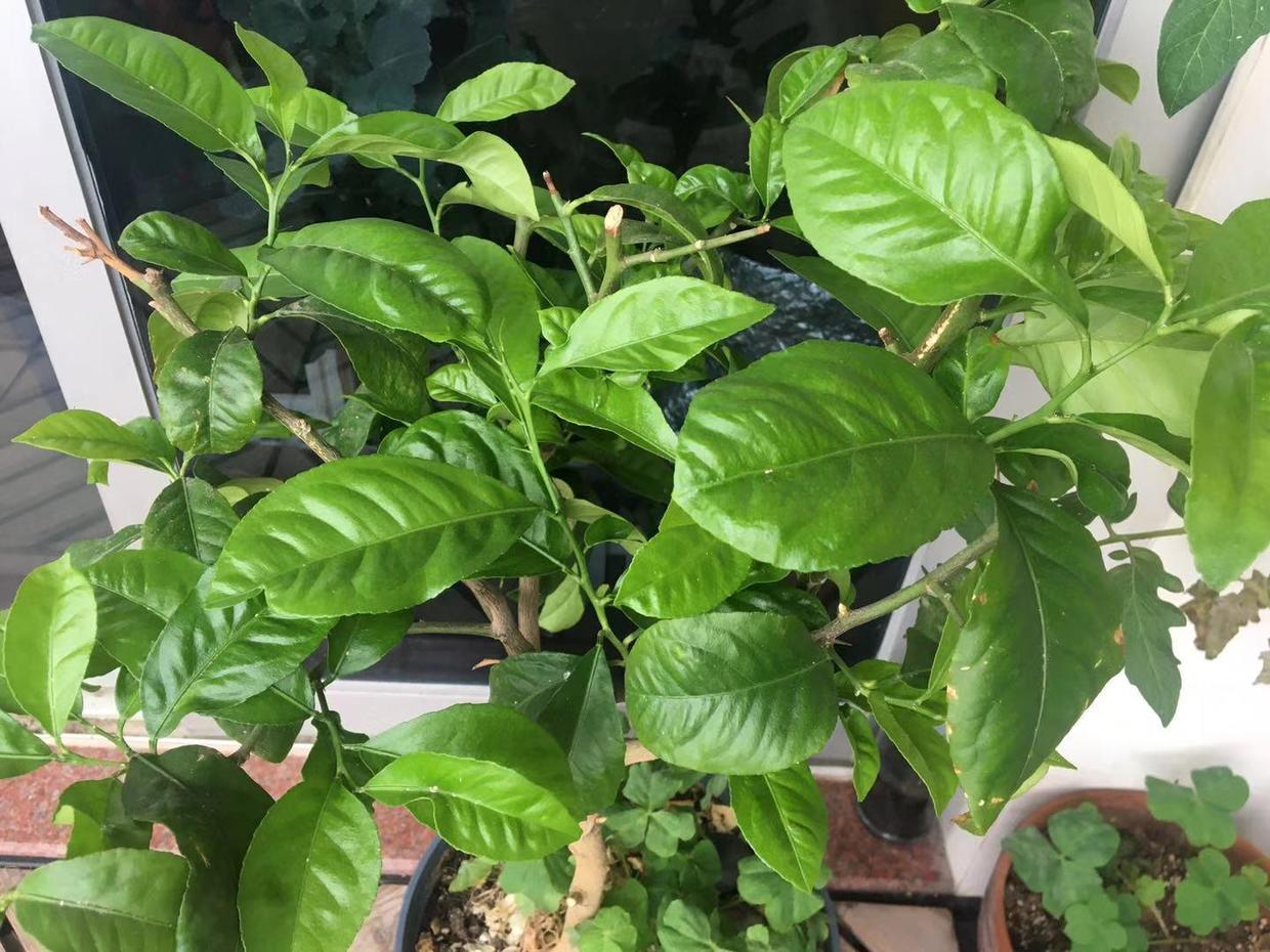 柠檬树上的蚧壳虫用醋稀释比例,柠檬树上介壳虫怎么治疗