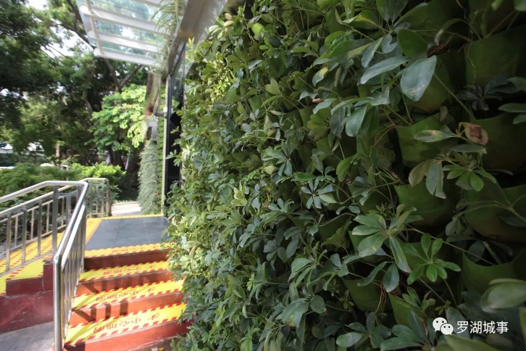 深圳，一个连拉屎都要发朋友圈的城市