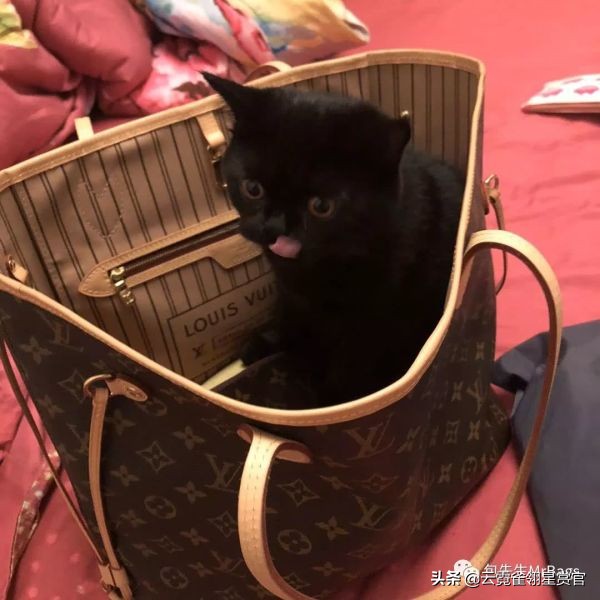 好看又大的宠物包,超好看的宠物包