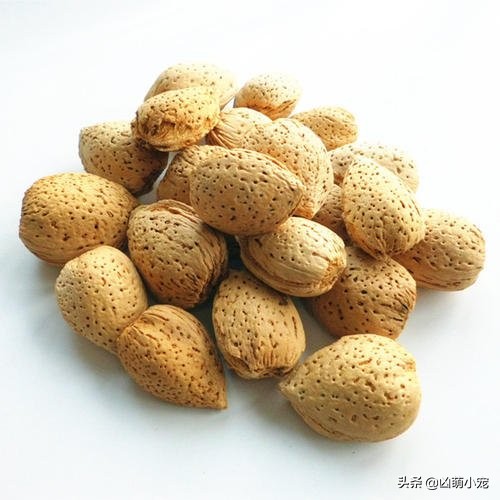 挖走松鼠过冬口粮,松鼠平替口粮