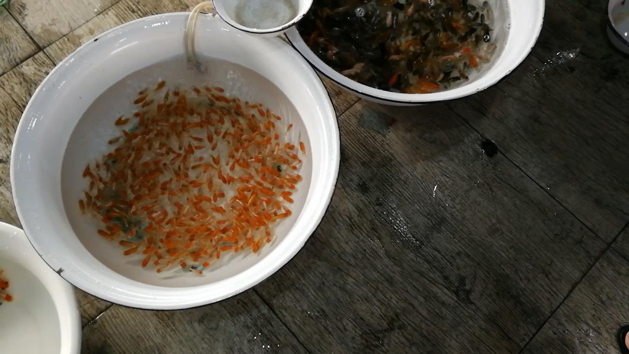 逛观赏鱼市,市场里的观赏鱼热带鱼