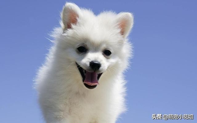 狗狗到底适不适合吃生骨肉,狗狗吃生猪肉有危害吗