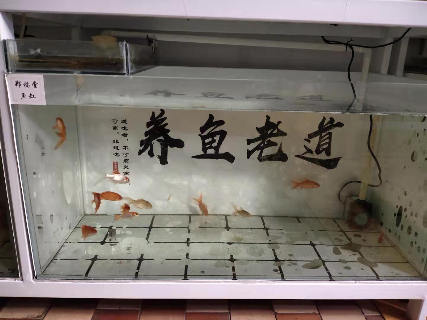 饲料鱼能在多少度生存,家里鱼缸养不活饲料鱼是怎么回事