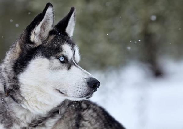 拆二代该有的样子,拆二代二哈