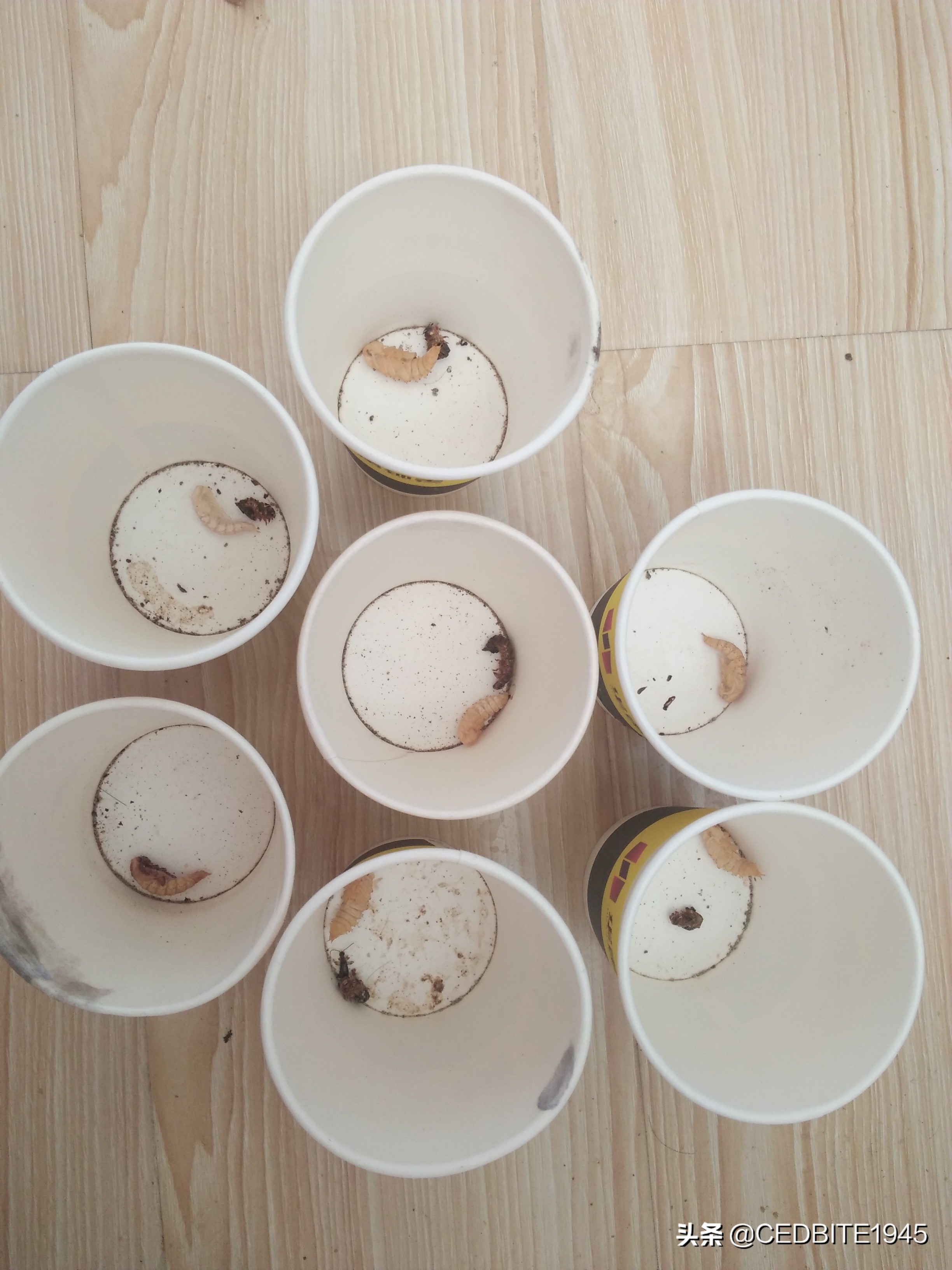 大麦虫能养活吗,大麦虫能喂观赏鱼吗