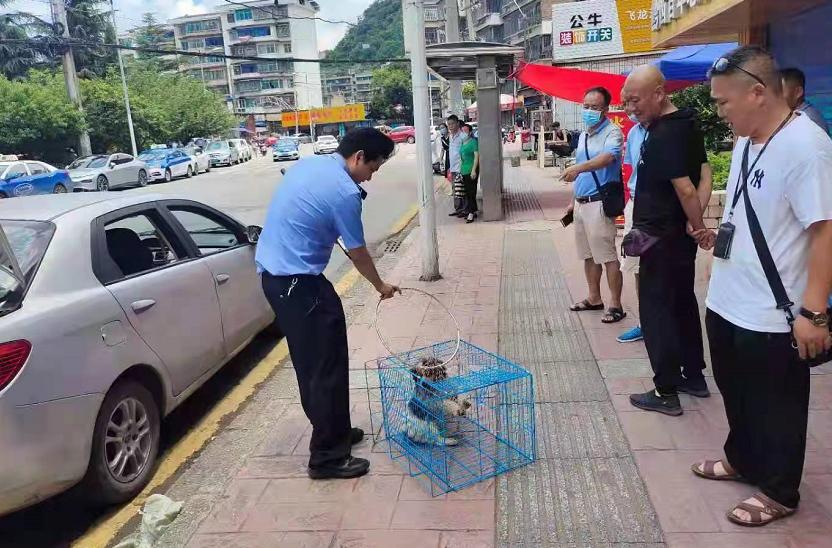 贵阳大型犬能办狗证吗,贵阳犬证办理流程