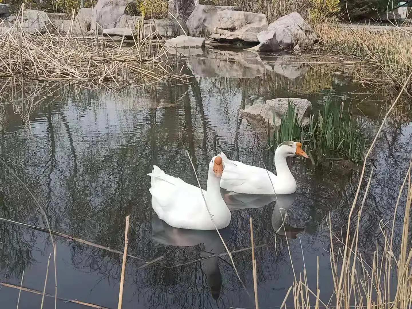 别人家的学校全集,别人家的学校风景