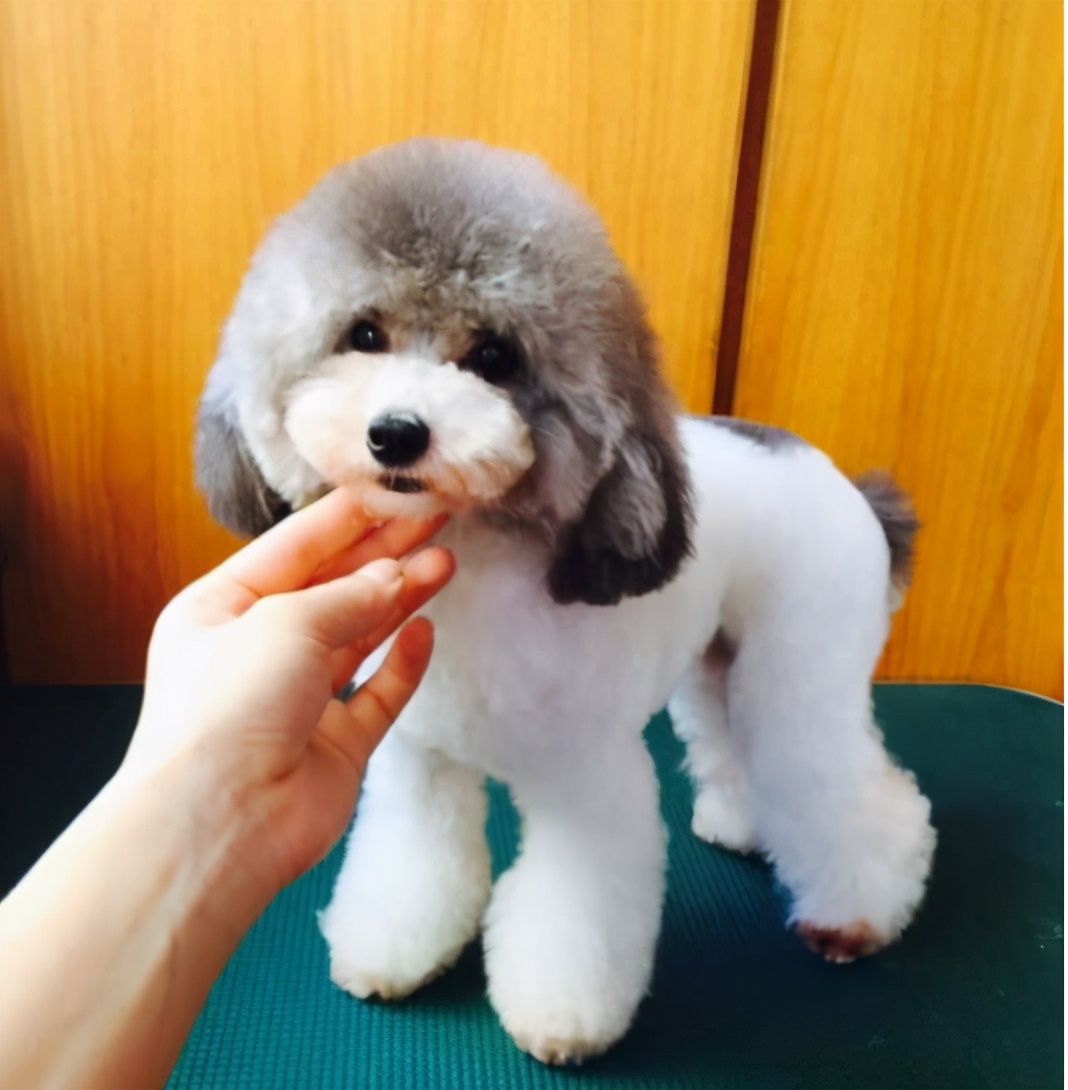 标准贵宾犬要多少钱才能买到,贵宾犬的价格一般在多少