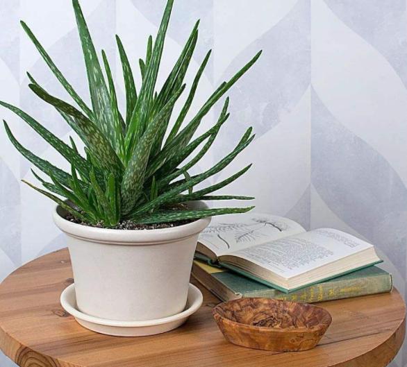 冬季耐寒庭院的八种植物,室内适合养的18种植物及图片