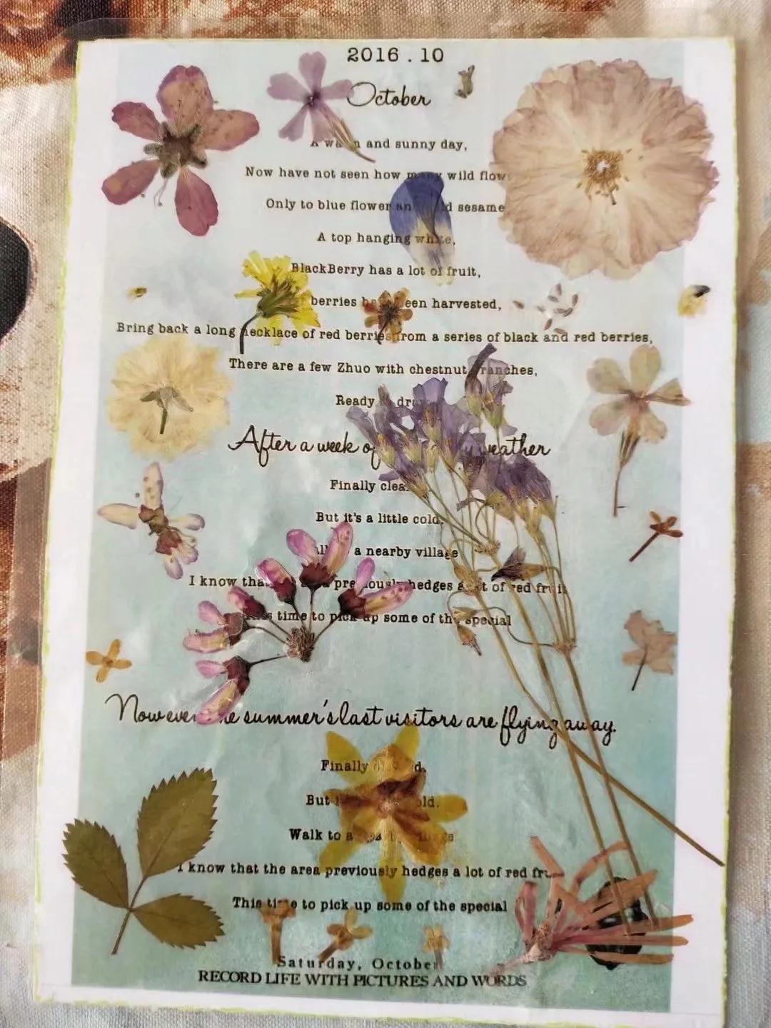 植物标本创意手工作品制作视频,植物标本手工创意