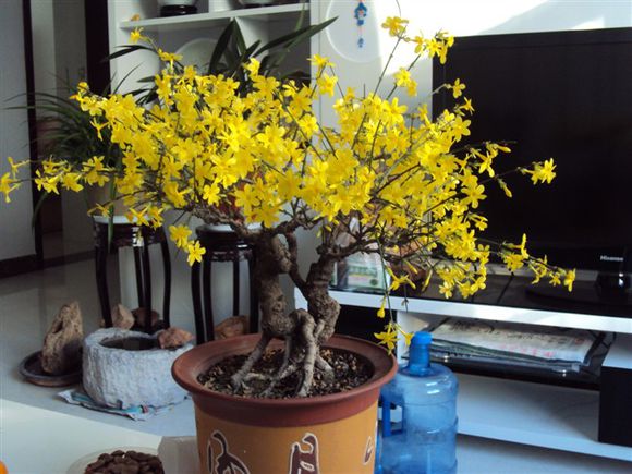 春天到了迎春花怎么养,春天的腊梅如何养护