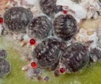 鍙ｇ孩缈昏韩,鍙ｇ孩鍘嗗彶鍙樺寲