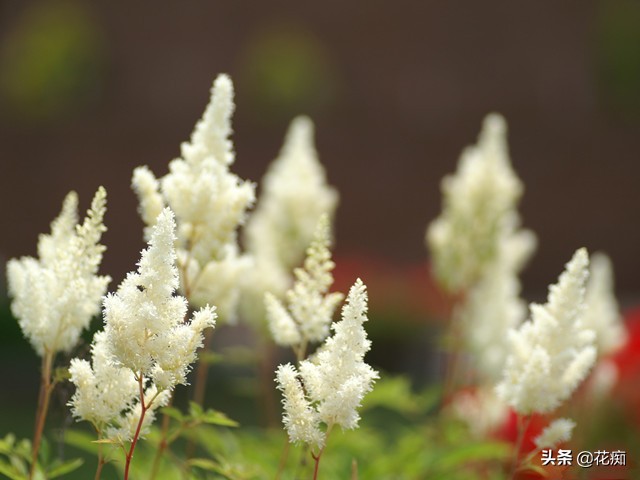耐阴开花绿植地栽,喜阴好养活的颜色鲜艳的绿植