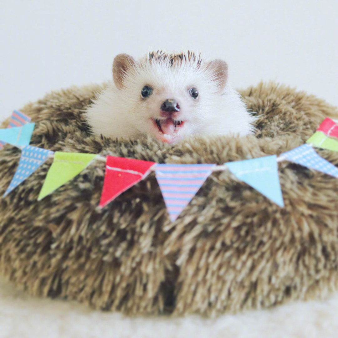 呆萌刺猬图片头像,刺猬可爱图片头像