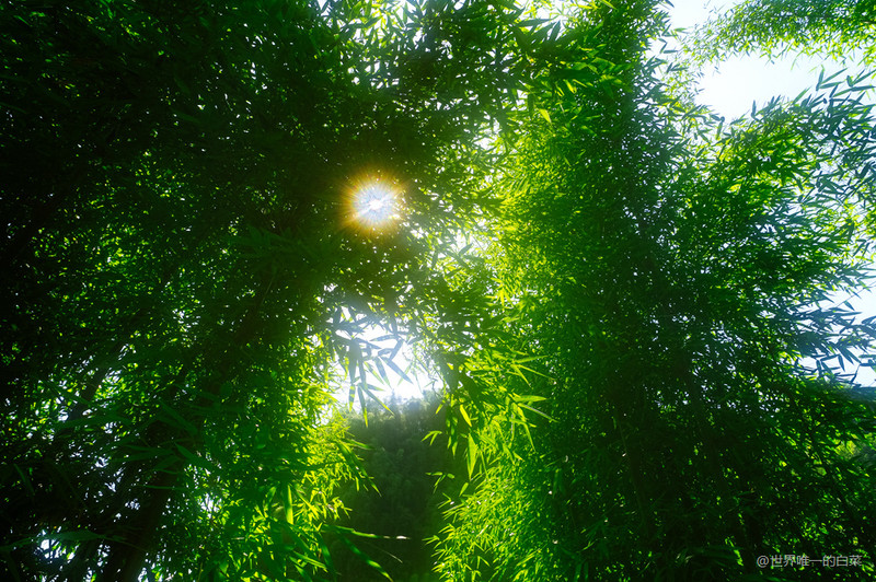 沐川竹海夏天美景,沐川竹海能避暑吗