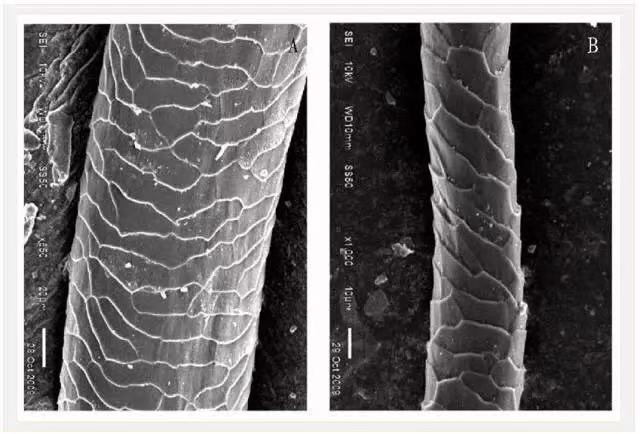 克什米尔羊毛跟羊绒的区别,100支高支羊毛和羊绒的区别