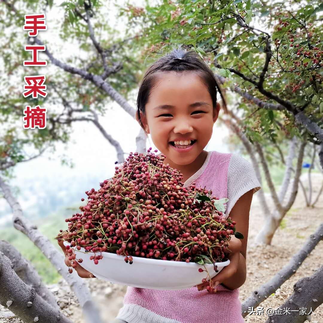 花椒好吃但是摘花椒也辛苦,教给大家采摘花椒的小技巧