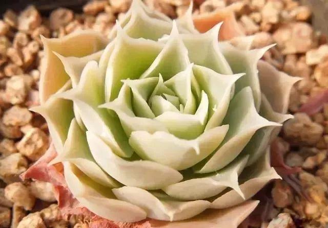 几款好看又好养的多肉,好养且易爆盆的多肉