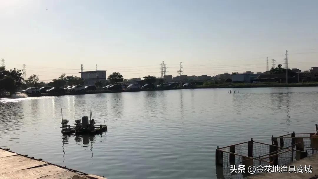 金花钓场,金花地钓鱼门票