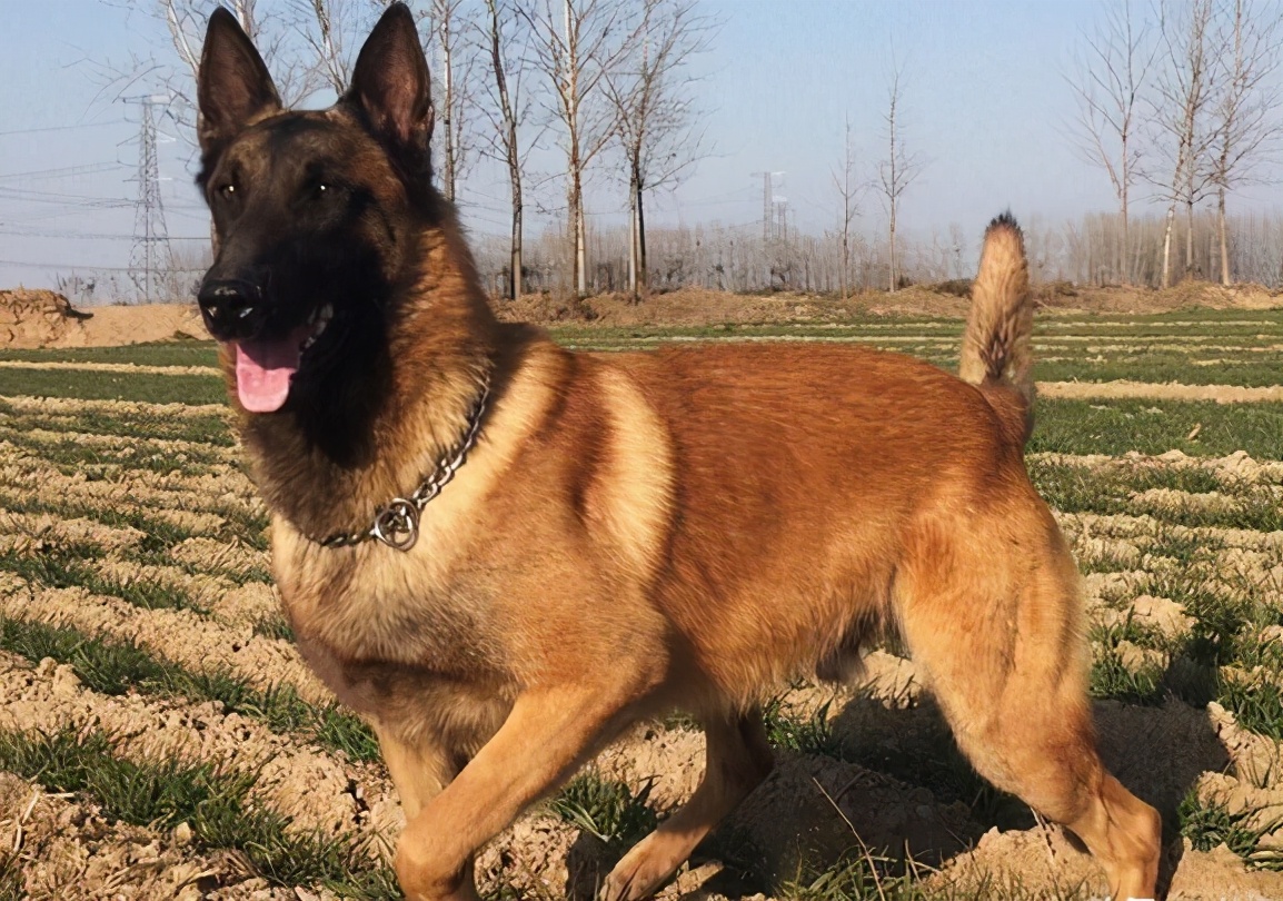 饲养马犬时，6*禁大**忌不能犯