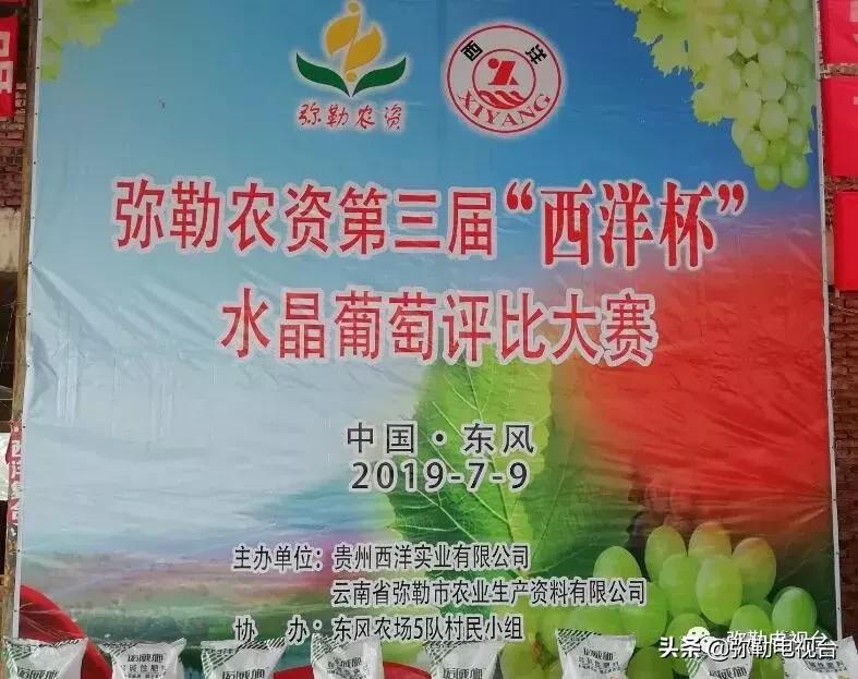 弥勒葡萄价格,弥勒葡萄卖5元一颗