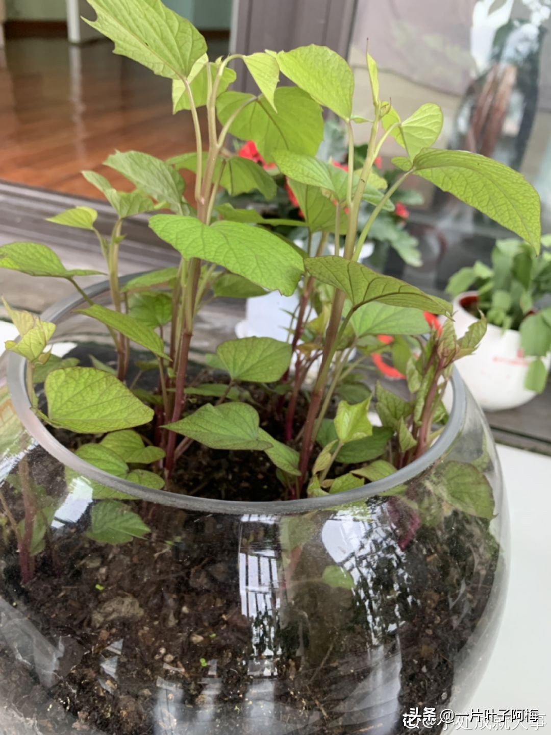 鱼缸不一定只能养鱼，养不活的花丢鱼缸里，沾水立马就疯长