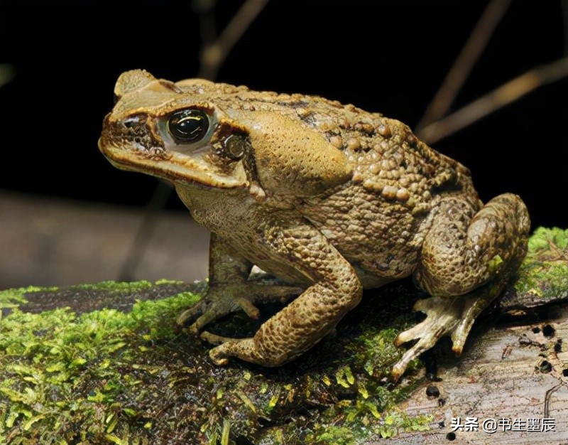 捕捉麻雀、壁虎、刺猬要承担刑事责任?这些法律盲区一定要知道