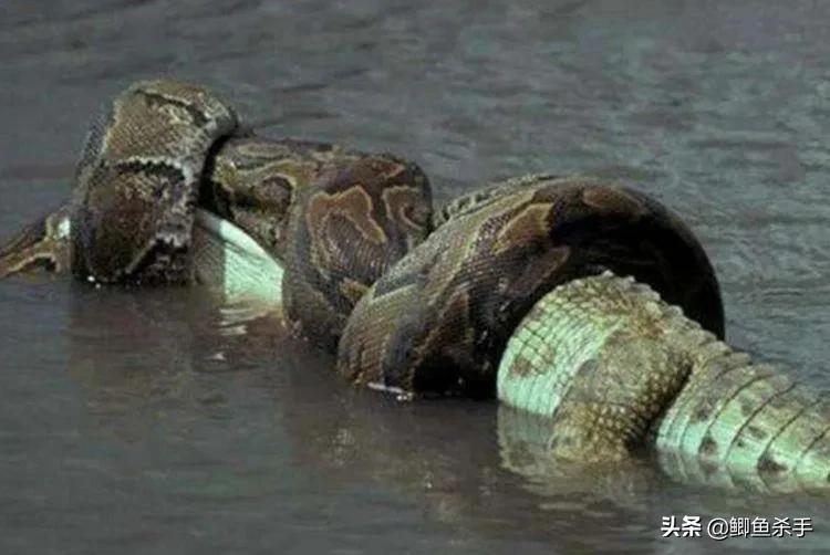 亚马逊河里面的最厉害的电鳗,为什么电鳗没能称霸亚马逊河