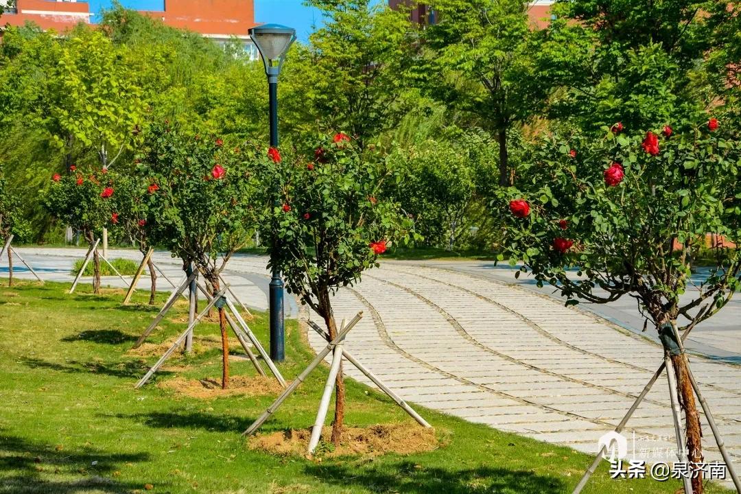 楂樻牎椋庨噰绯诲垪,楂樻牎椋庨噰灞曠ず瑙嗛